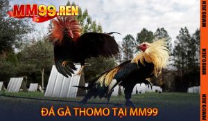 Đá gà Thomo tại MM99